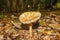 A shaggy parasol fungi with an upturned cup