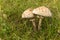 Shaggy Parasol Mushroom in a Meadow, Chlorophyllum rhacodes. Mushrooms in the grass in the meadow after the rain. Water drops on