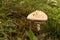 Shaggy Parasol Mushroom in a Meadow, Chlorophyllum rhacodes. Mushrooms in the grass in the meadow after the rain. Water drops on