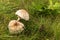 Shaggy Parasol Mushroom in a Meadow, Chlorophyllum rhacodes. Mushrooms in the grass in the meadow after the rain. Water drops on