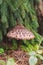 Shaggy parasol mushroom in a mixed forest