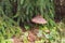 Shaggy parasol mushroom in a mixed forest