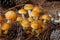 Shaggy pholiota mushroom