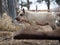 Shaggy pig of the Hungarian mangalitsa breed