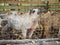 Shaggy pigs in an enclosure