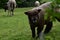 Shaggy Ryeland Sheep on a Farm in Northern England