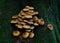 Shaggy Scalycap fungus. Pholiota squarrosa