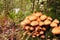 Shaggy Scalycap - Pholiota squarrosa fungi.