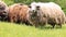 Shaggy sheep nibbling grass. Sheep with long wool nibbling grass