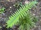 The Shaggy Shield Fern Dryopteris atrata, Shaggy wood fern, ElefantenrÃ¼sselfarn oder ElefantenrÃ¼ssel-Farn / The Botanical Garden