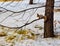 A shaggy squirrel sits on a tree branch