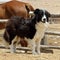Shaggy strong dog guards horse paddock on a farm. Negev
