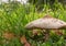 Shaggy white parasol mushroom on forest floor