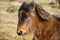 Shaggy Wild Moorland Pony, Bodmin Moor, Cornwall