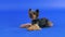 A shaggy Yorkshire terrier lies in the studio on a blue gradient background. The pet stretched out its front paws and