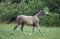 SHAGYA HORSE, ADULT TROTTING ON GRASS