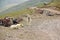 Shahsavan nomad sheep dogs in Mount Sabalan Volcano , Iran