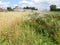 Shaker stone barn and crop and flower farming fields