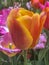 Shakespeare Garden in Central Park spring tulips