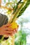 Shaking the Lulav