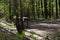 A shaky wooden table in the autumn forest