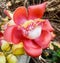 Shala tree blossom