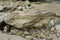 Shale rock on nature background, Shale is a sedimentary rock composed of very fine clay particles.