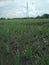 Shallots field with electric tower and cloudy blue sky background