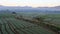 Shallots field with mountain background,Chiangmai Thailand