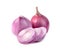 Shallots onion chopped isolated on a white background