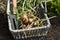 Shallots, Red Sun variety, freshly dug in a wicker trug basket with a garden fork.