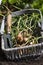 Shallots, Red Sun variety, freshly dug in a wicker trug basket with a garden fork.