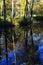 Shallow autumn park pond partialy covered with autumn leaves and algae, with group of silver birch trees growing above the pond on