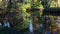 Shallow autumn park pond partialy covered with autumn leaves and algae, with group of silver birch trees growing above the pond on