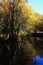 Shallow autumn park pond partialy covered with autumn leaves and algae, with group of silver birch trees growing above the pond.