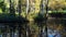 Shallow autumn park pond partialy covered with autumn leaves and algae, with group of silver birch trees growing above the pond