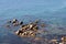 Shallow blue water of rocky seashore