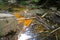 Shallow brown and orange water along the banks of the Big Creek river with broken tree branches, plastic bottoms and rocks