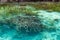 Shallow coral reef in turquoise transparent water, Indonesia