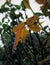 Shallow dept of field on the yellow leaves and the water drops on the leaves after a beautiful rain with the selective focus