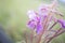 Shallow depth of field fireweed.