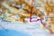 Shallow depth of field focus on geographical map location of Mount Logan in Canada North America continent on atlas