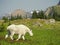 Shallow Depth of Field Image of Mountain Goat, Glacier National