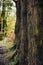 Shallow depth of field landscape image looking through trees in woodland to sunlight in the distance