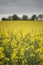 Shallow depth of field landscape of rapeseed canola field under
