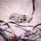 A shallow depth of field macro shot of two cream and brown speckled eggs nestled in a shallow scrape in sand, the nearest egg in