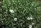 Shallow depth of field photo only blossoms in focus, small white flowers with blurred green leaves behind. Abstract spring flowery