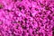 Shallow depth of field photo, only few flowers in focus, pink flowerbed. Abstract spring garden floral background