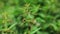 Shallow depth of field photo, only few flowers in focus, Young stinging nettle Urtica dioica plant, with blurred background