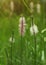 Shallow depth of field photo, only flower of ribwort plantain l